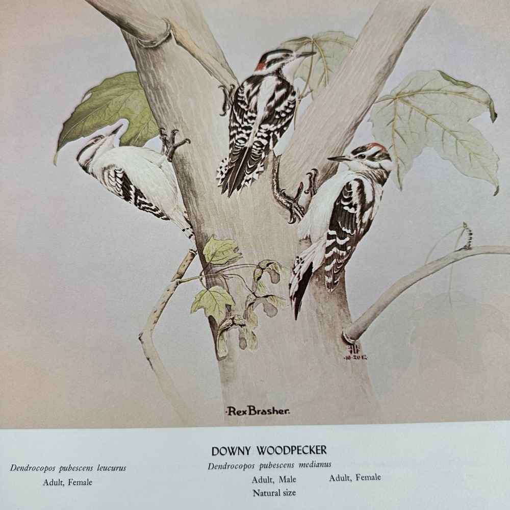 Downy Woodpecker Vintage Bird Art Print Rex Brasher 1968 Plate 447 Black Maple